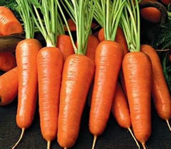 Carota nobile