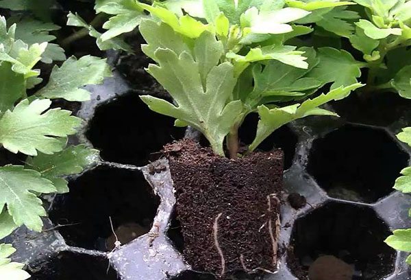 Rooted chrysanthemum cuttings