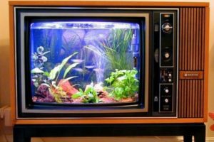 fertiges Aquarium in einem alten Fernseher