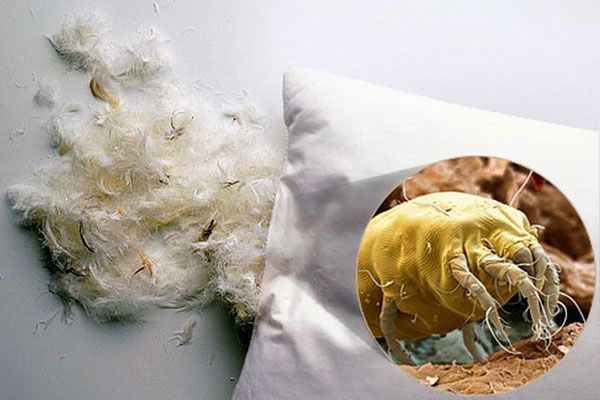 Mites in the feather pillow.