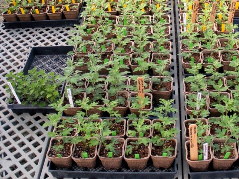 Chrysanthemum seedlings in pots