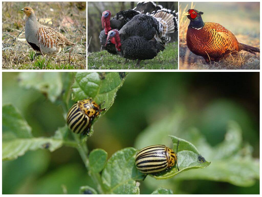 Vogels eten vrolijk de Coloradokever