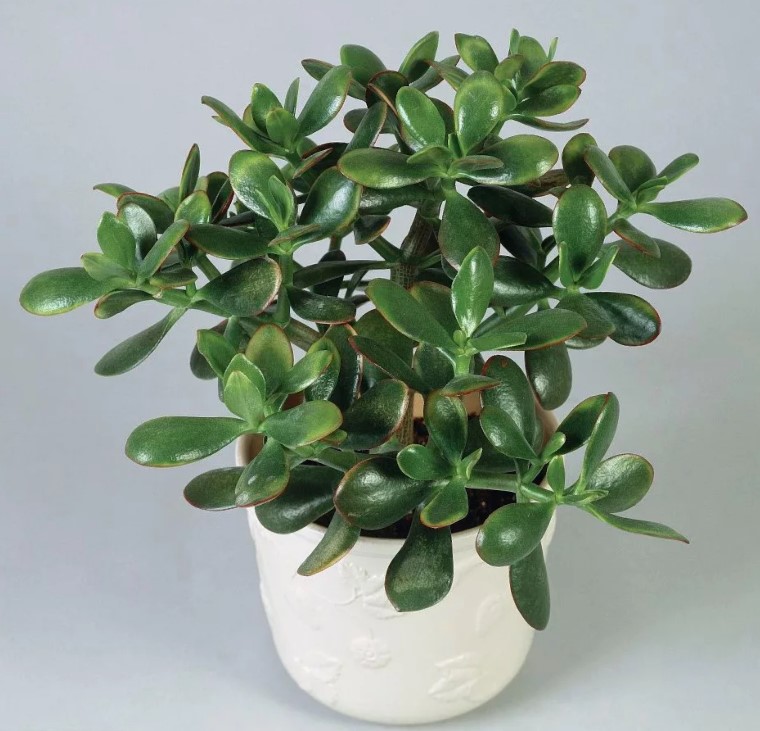 amulet Crassula