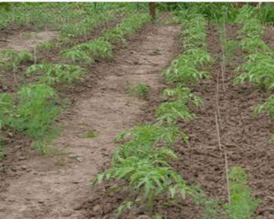 Giovani piante di pomodoro in giardino