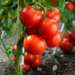 Tomate im Garten