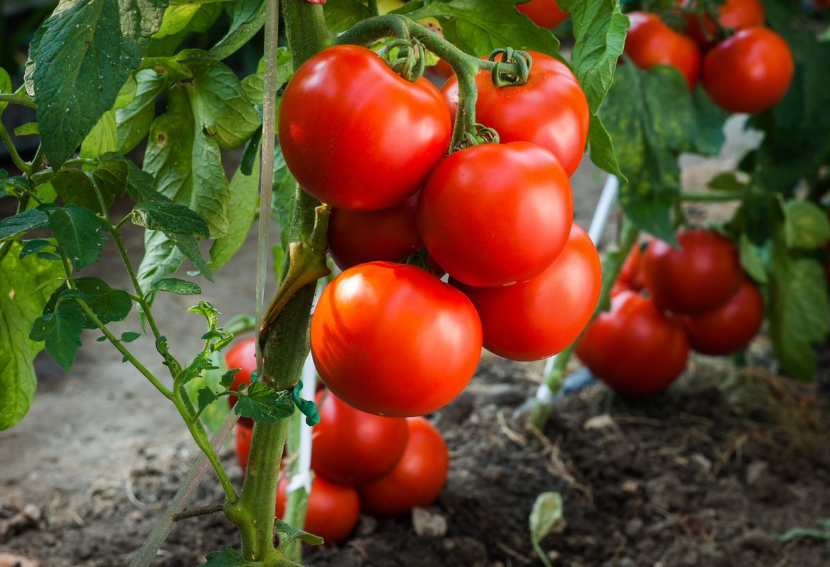 Tomate dans le jardin