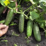 A bountiful harvest of cucumbers is available to everyone