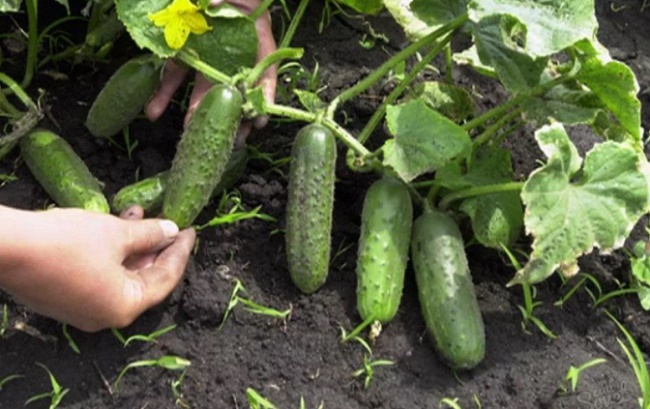 A bountiful harvest of cucumbers is available to everyone