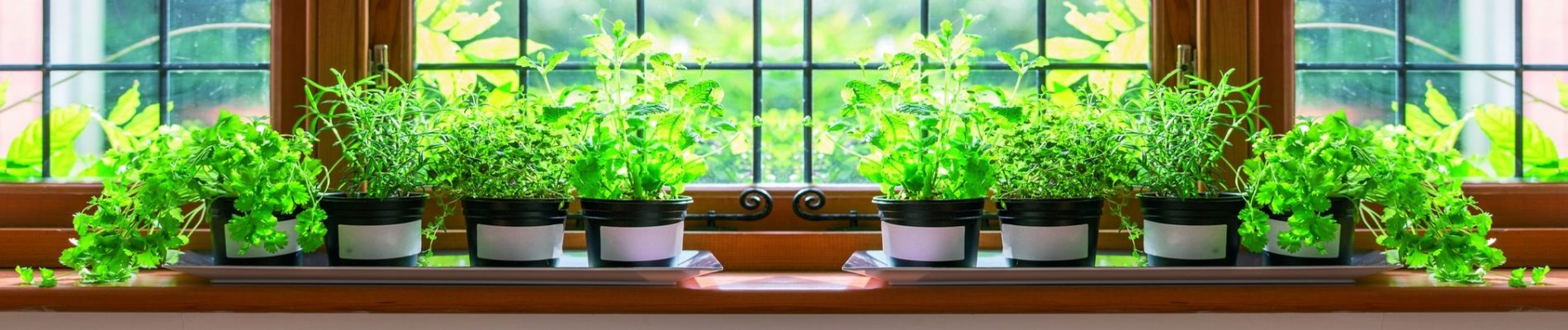 What can you grow on your windowsill?