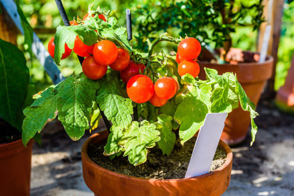 What can you grow on your windowsill?