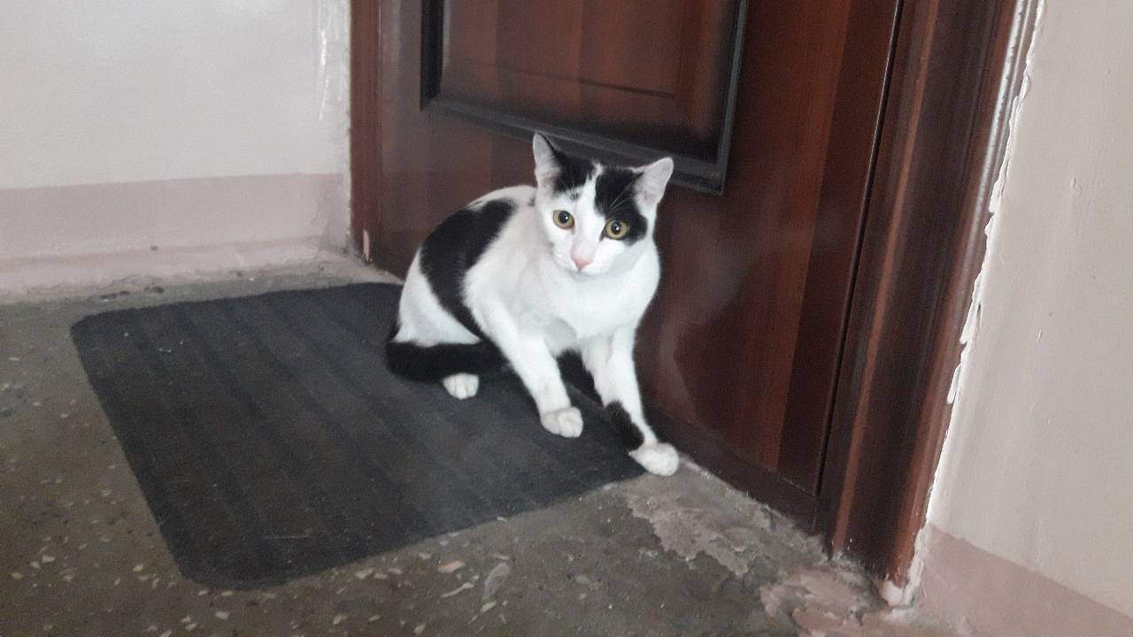 gato en la alfombra