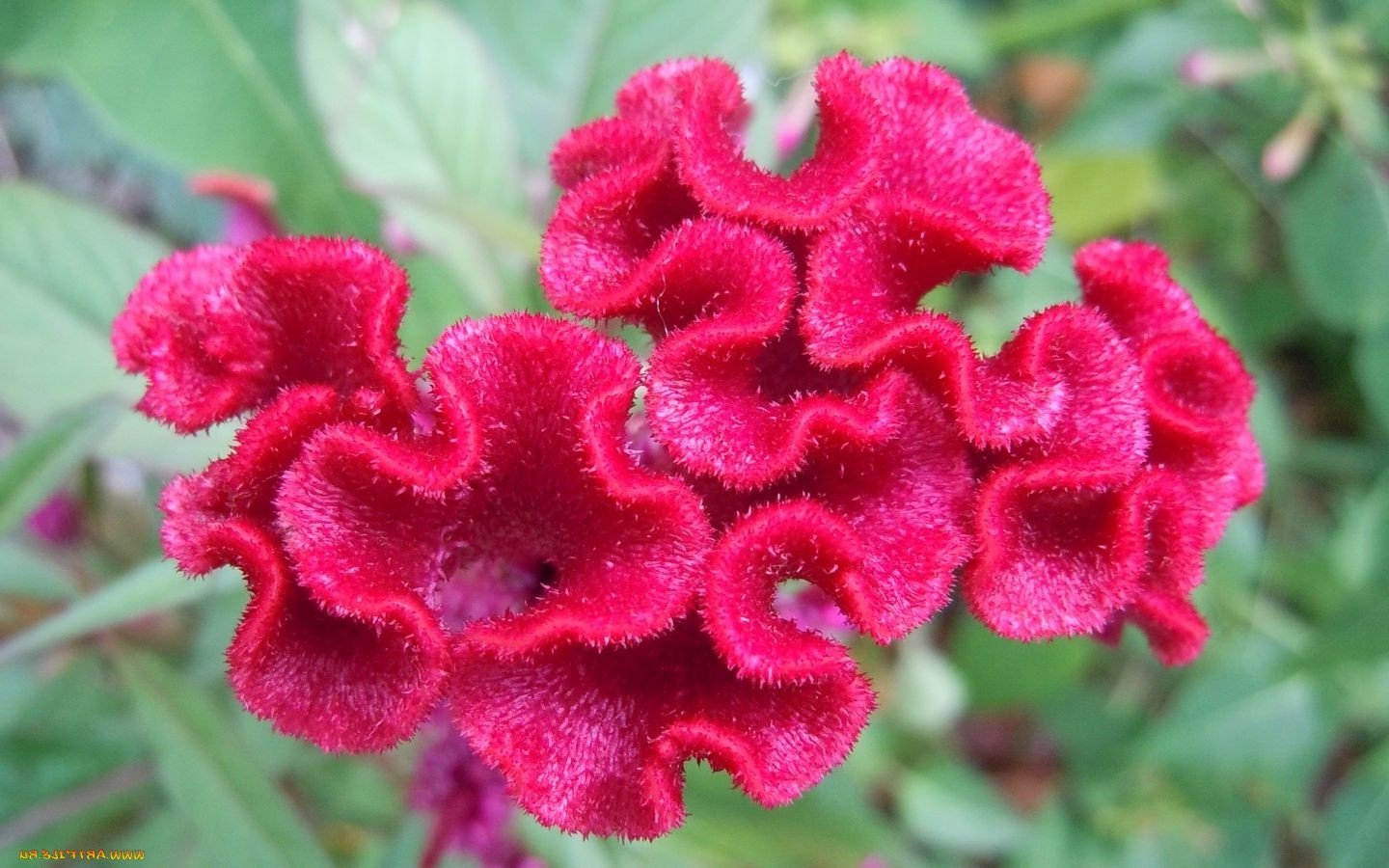 amaranth05