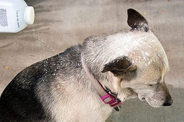 TOP 17 trucos inesperados para usar talco para bebés en el campo y en casa