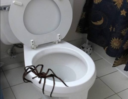 Was könnte aus Ihrer Toilette kommen? Echte Geschichten