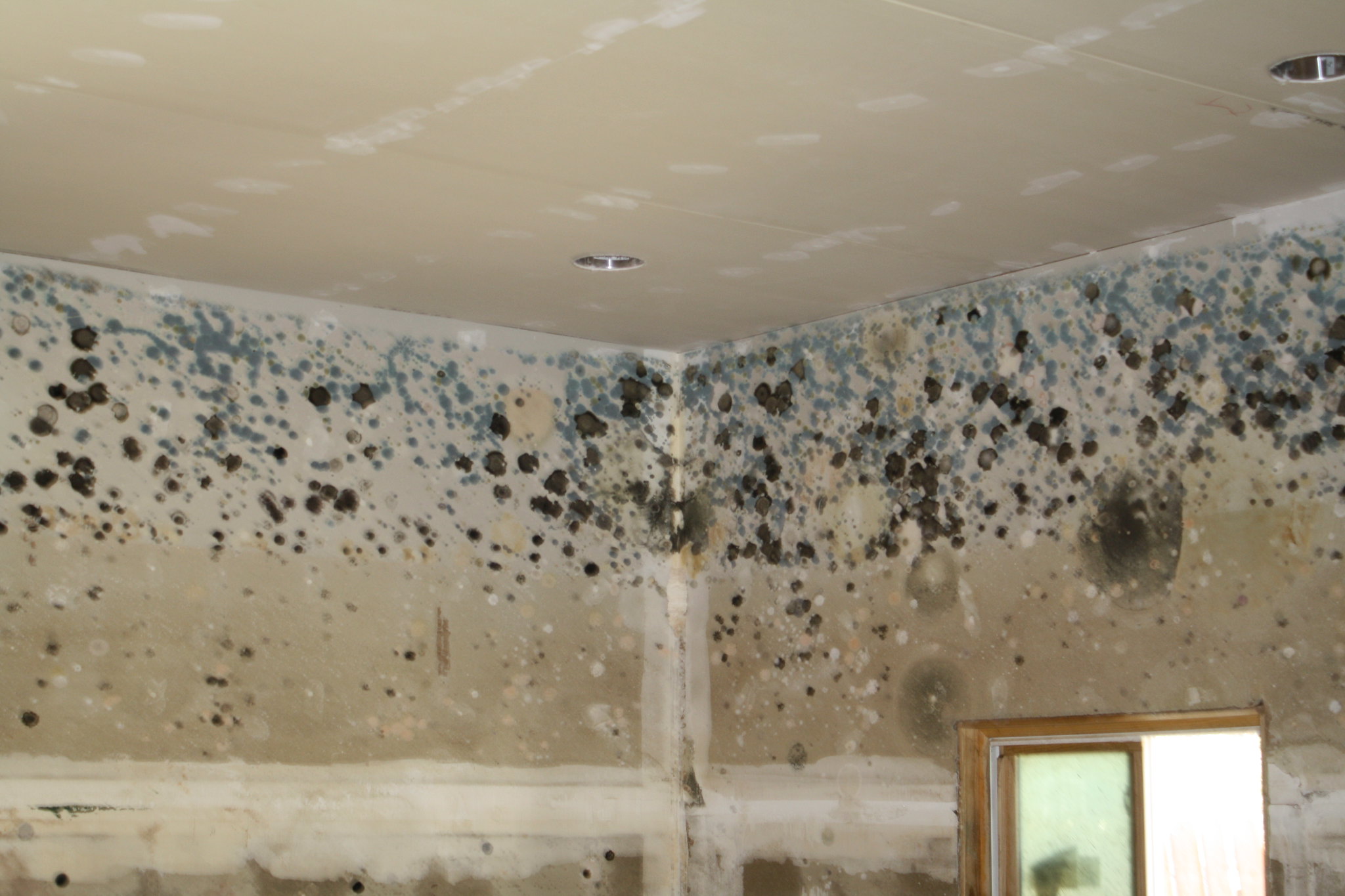 Mold on the ceiling