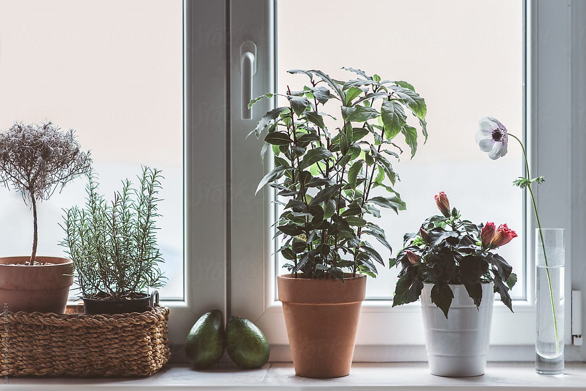 windowsill