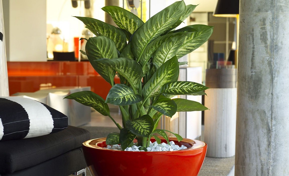 Dieffenbachia