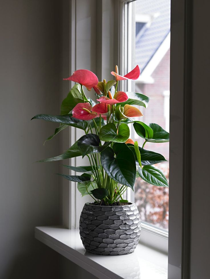 Anthurium