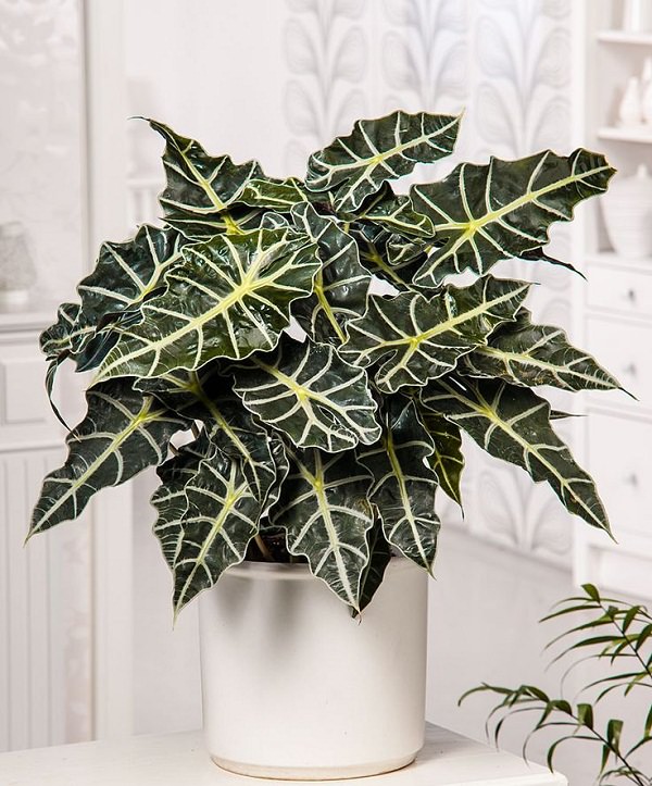 Alocasia