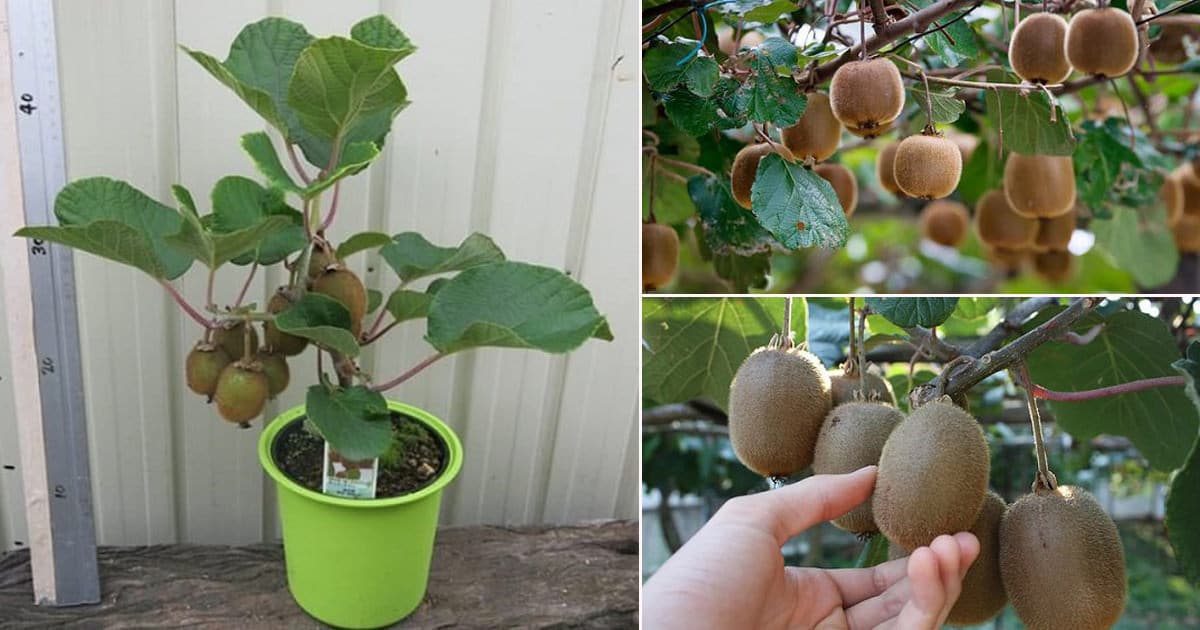 Kiwi in a pot