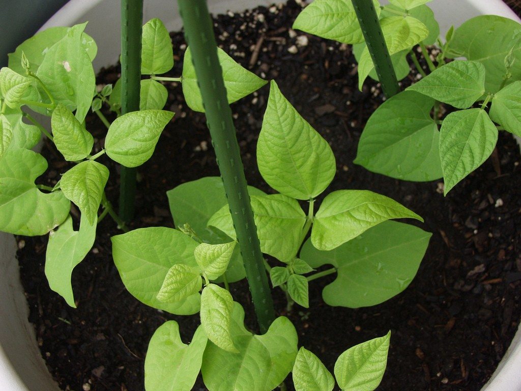 Haricots dans un pot