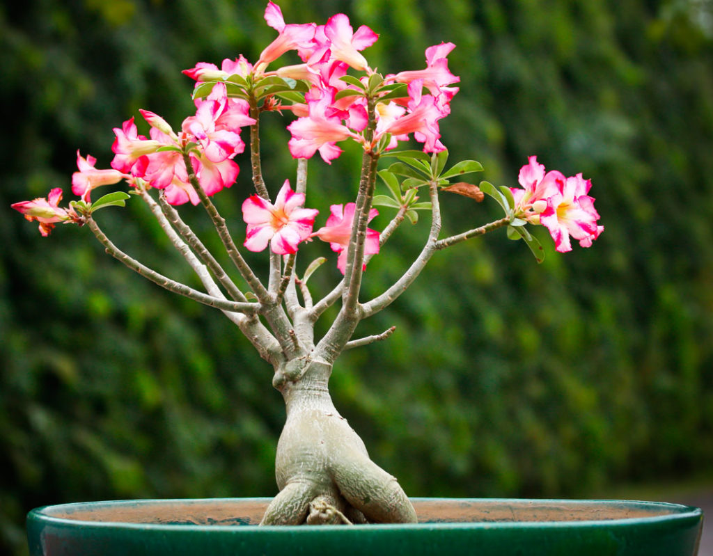 Adenium