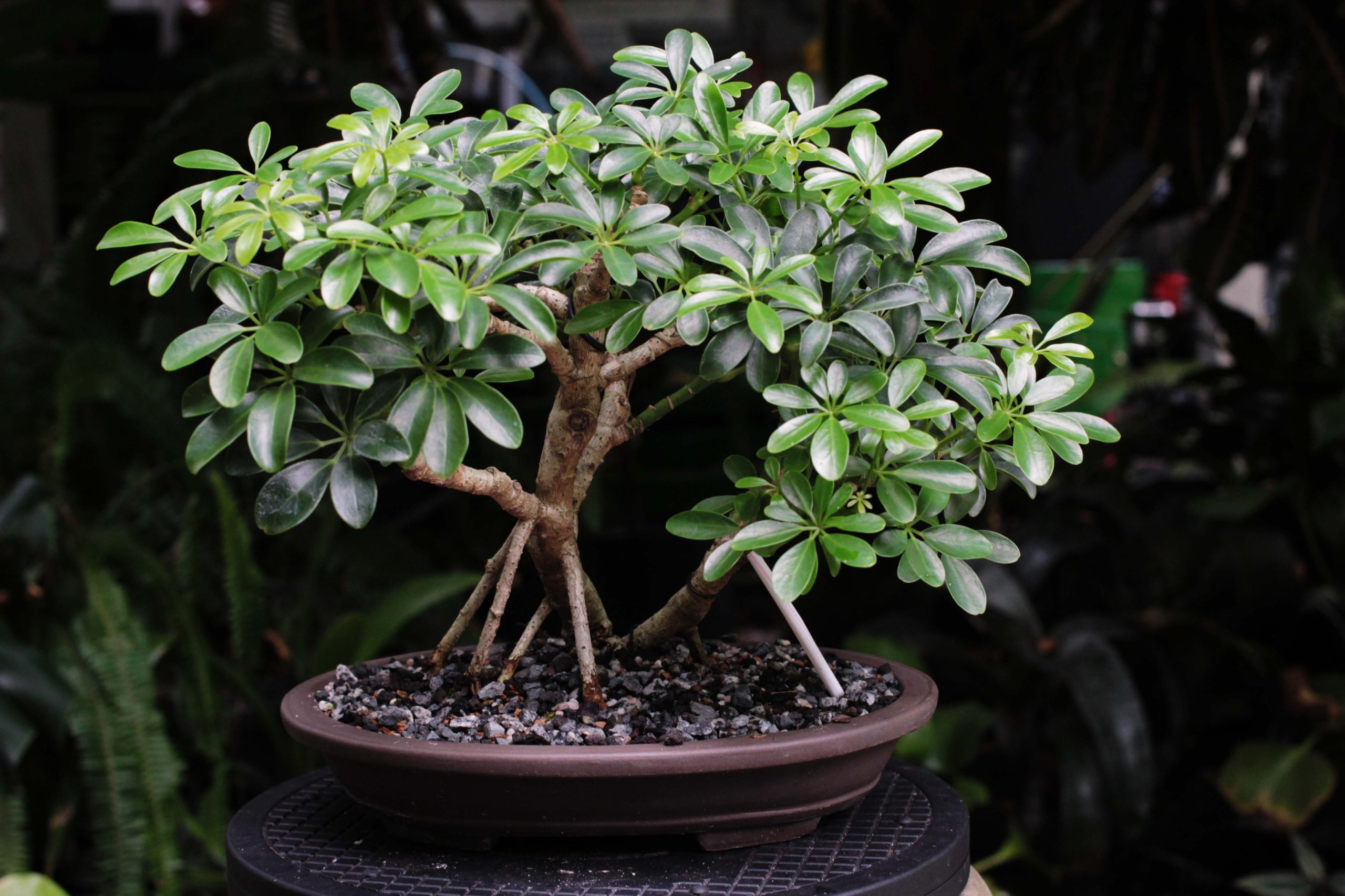 Schefflera