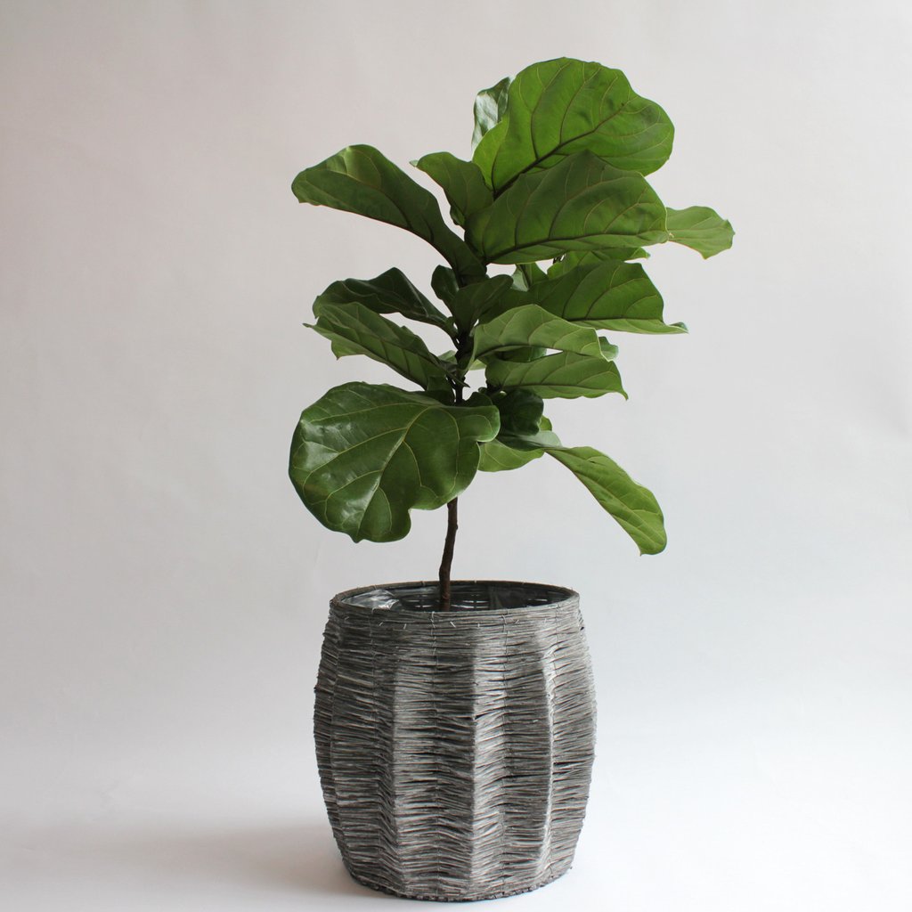 Ficus