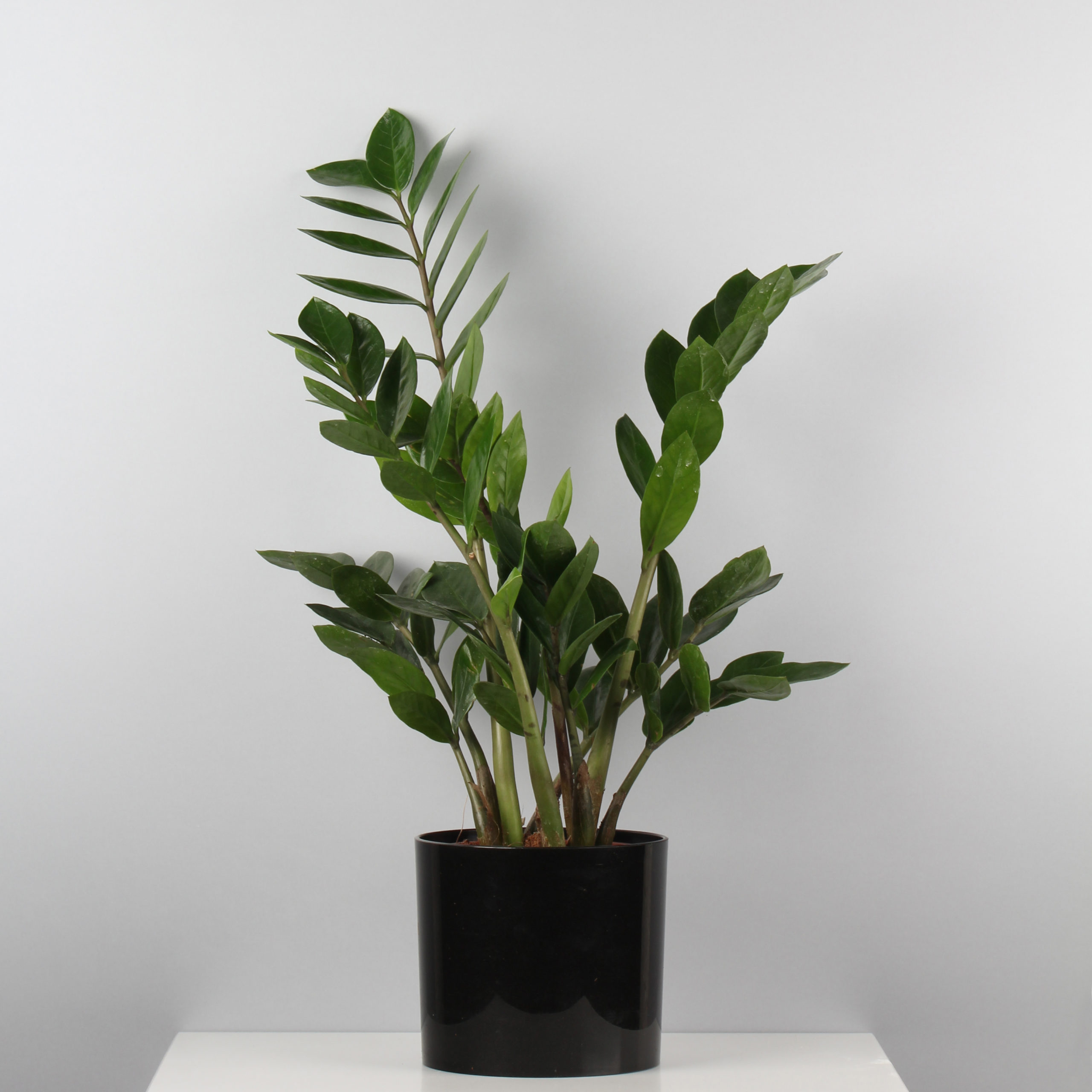 Zamioculcas