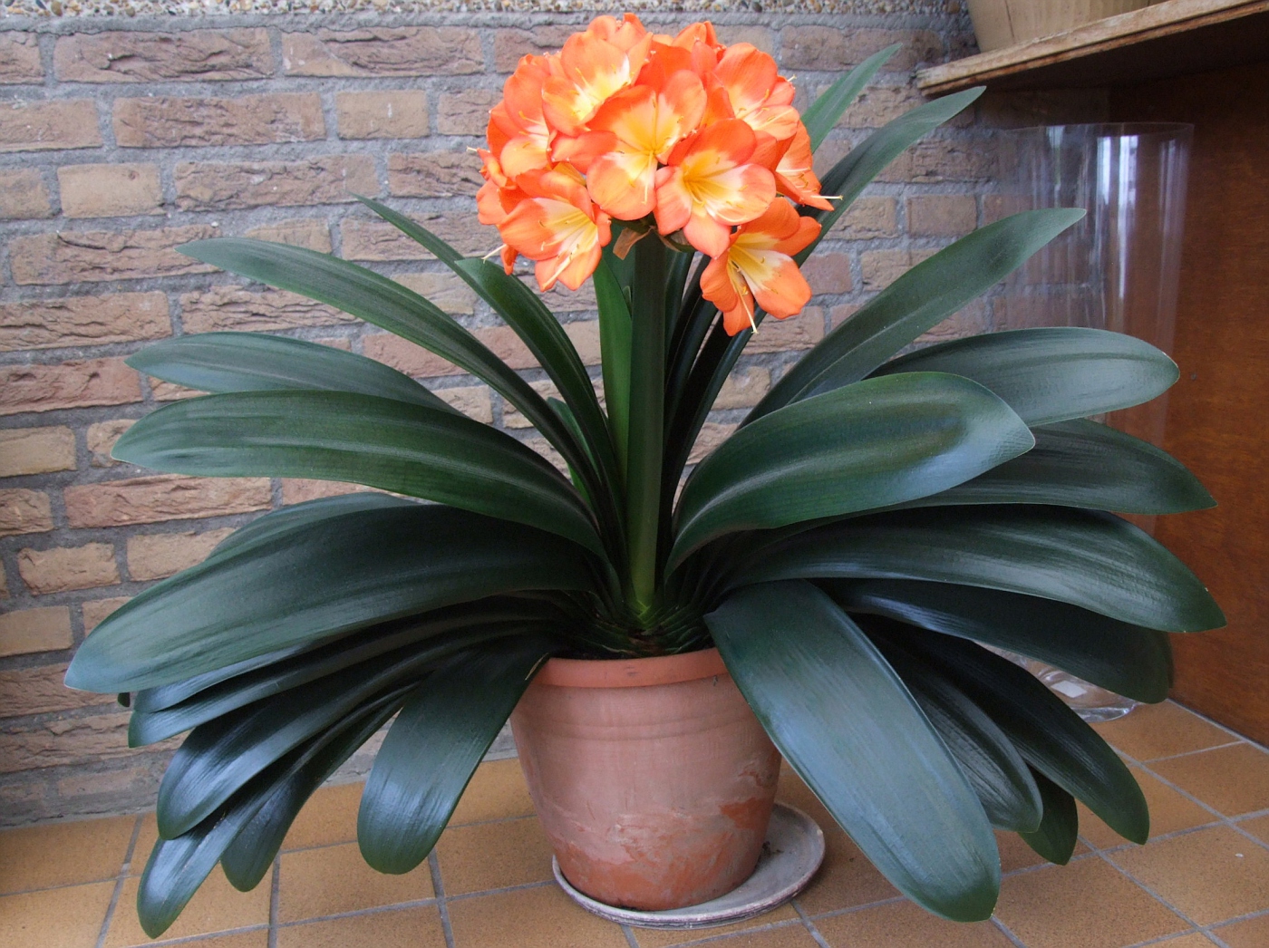 Clivia