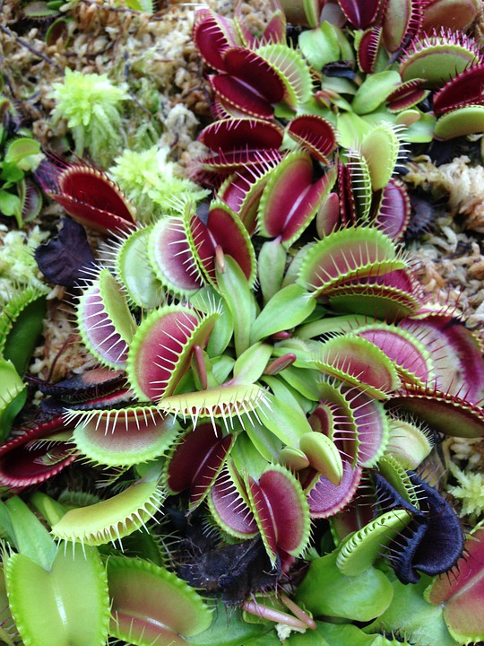 Venus flytrap