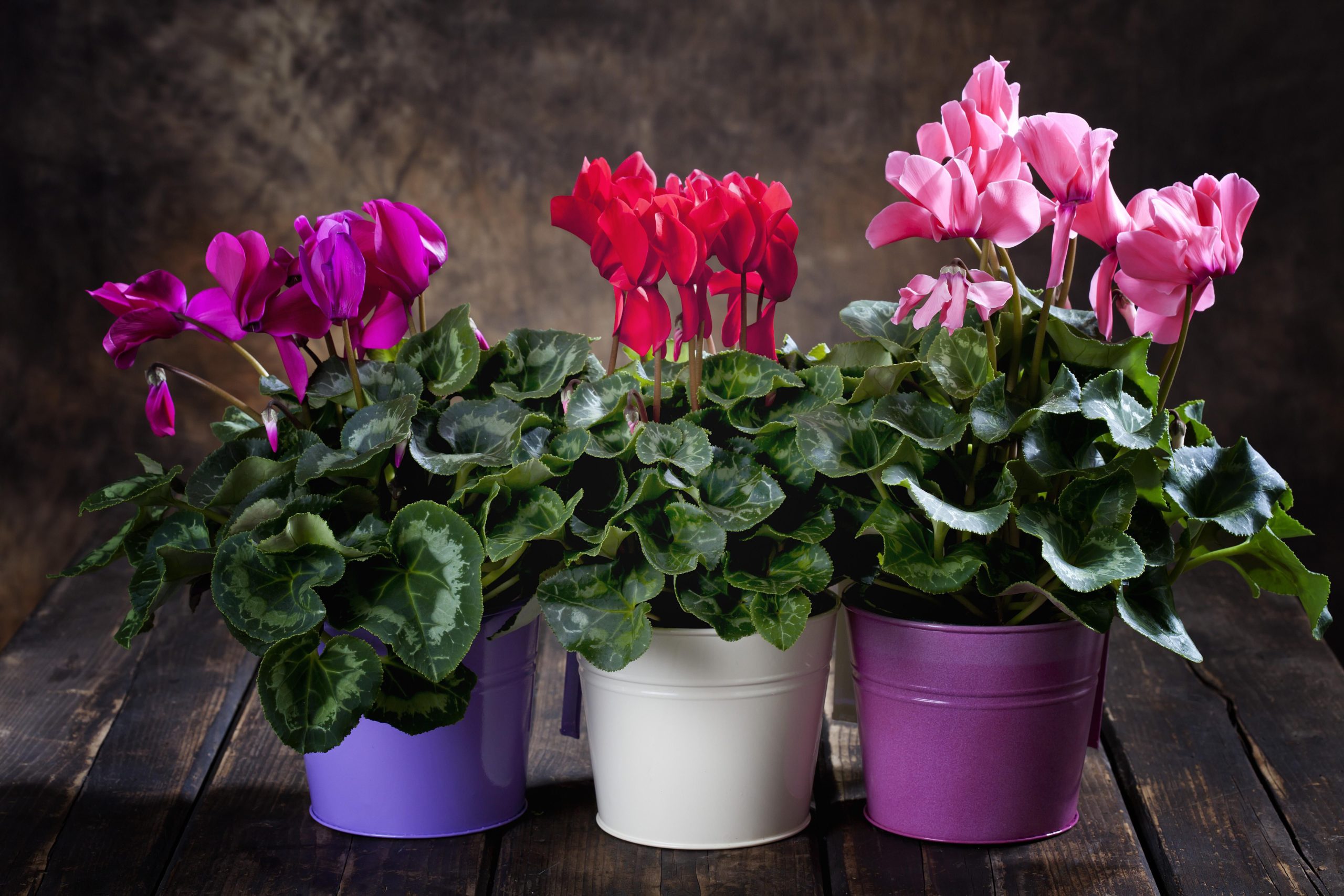 Cyclamen