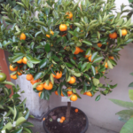 Citruses in a pot