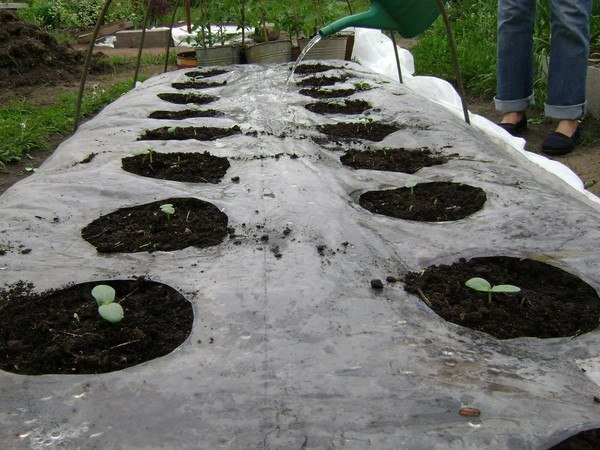 buracos para plantas com chave de fenda