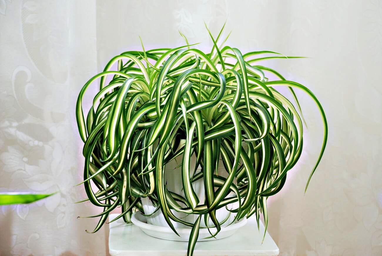 Chlorophytum