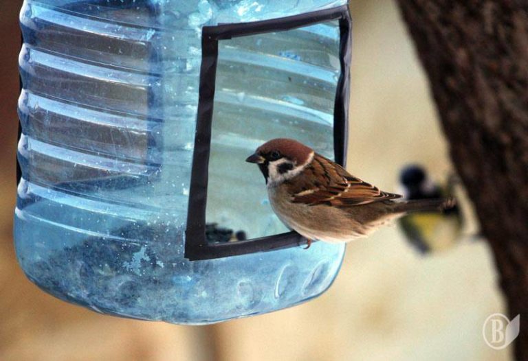 mangeoire à oiseaux à partir d'une bouteille de 5 litres