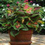 Coleus'un