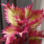 Coleus'un