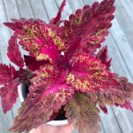 Coleus'un