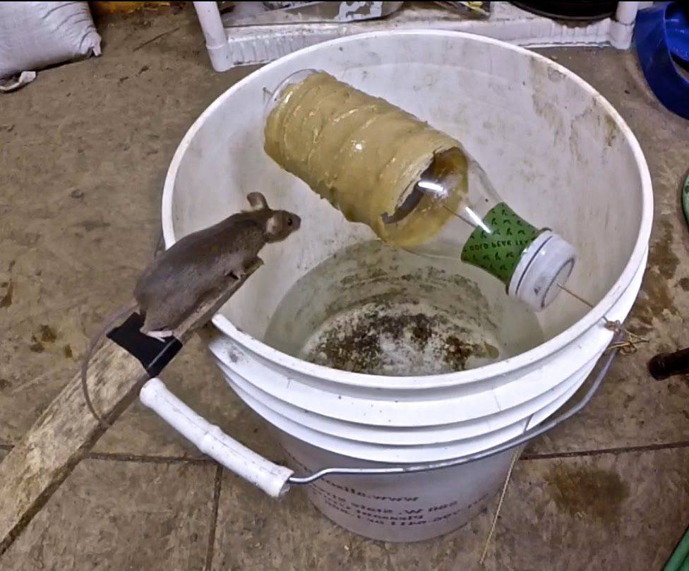 mousetrap made from a bottle and bucket