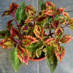 Coleus