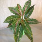 bệnh aglaonema