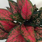 bệnh aglaonema