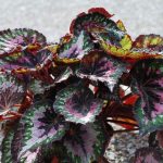 Begonia Królewska