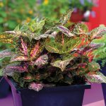 Coleus