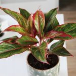 bệnh aglaonema