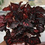 Begonia Royal