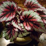 Begonia Regală