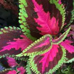 Coleus'un