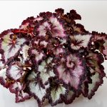 Begonia Royal